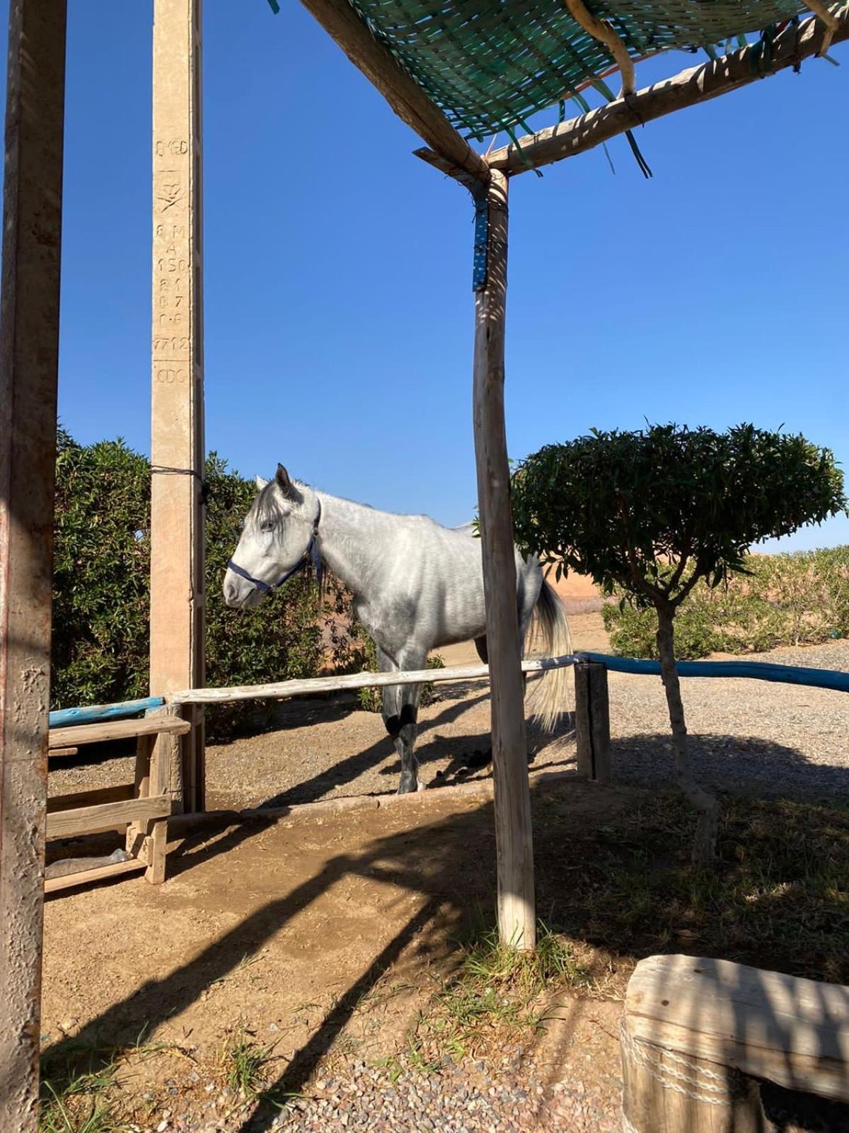 Alloggio per agriturismo Les Cavaliers Chez Yassine Marrakesh