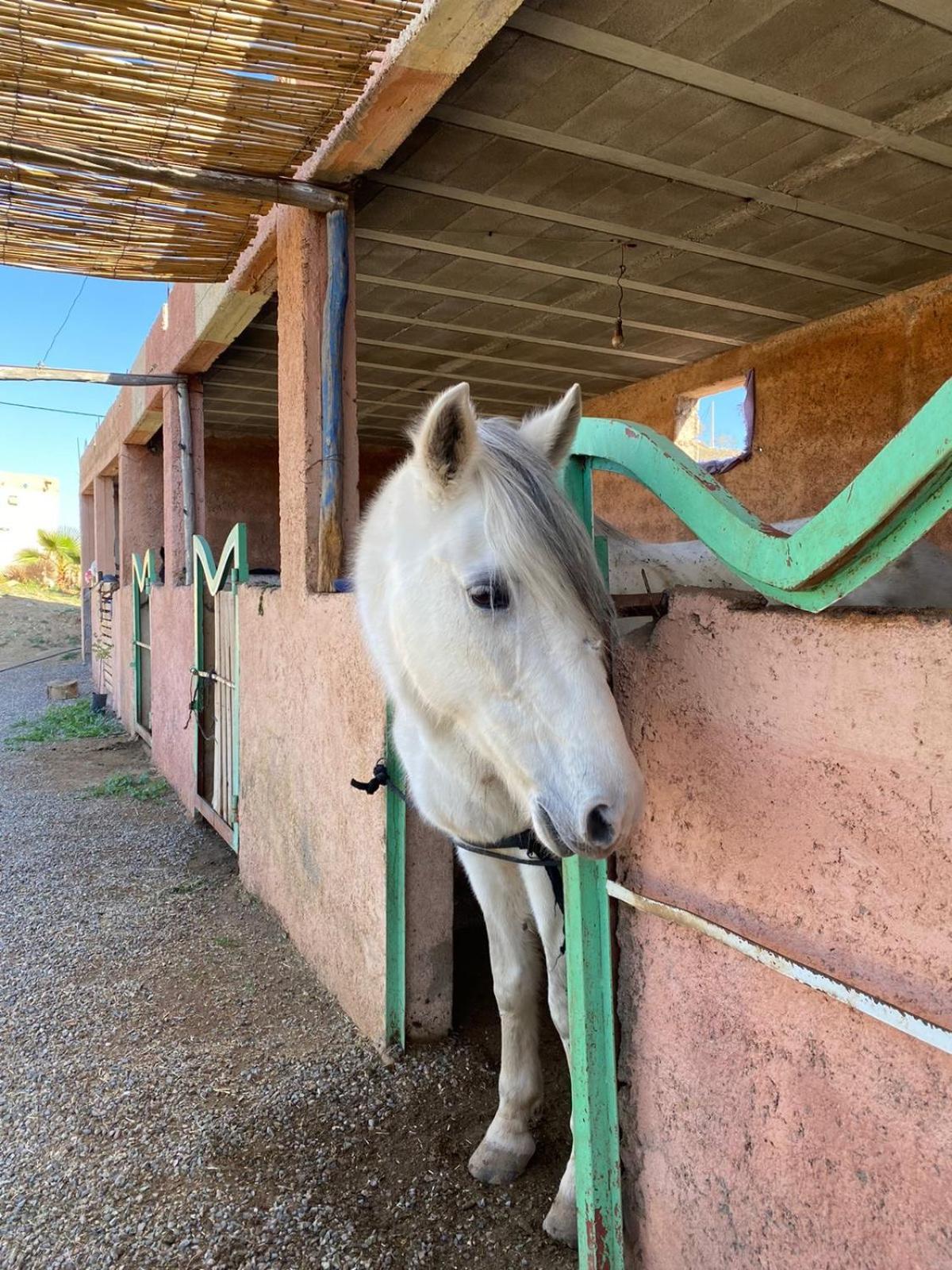 Les Cavaliers Chez Yassine Farm stay Marrakesh